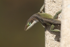 Anolis carolinensis