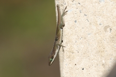 Anolis carolinensis