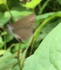 Anthene emolus goberus