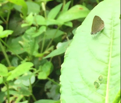 Anthene emolus goberus