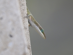 Anolis carolinensis