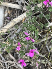 Indigofera alopecuroides