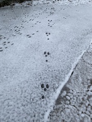 Lagomorpha