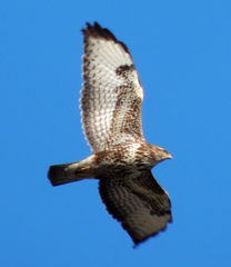Buteo buteo