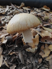 Amanita proxima