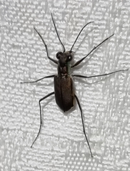 Myriochila semicincta