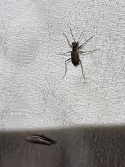 Myriochila semicincta