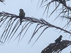 Myiopsitta monachus