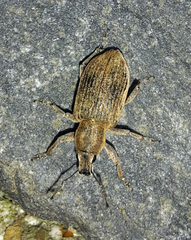 Tanymecus palliatus