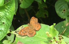 Pseudocoladenia dan dhyana
