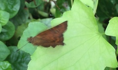 Pseudocoladenia dan dhyana