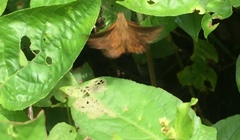 Pseudocoladenia dan dhyana