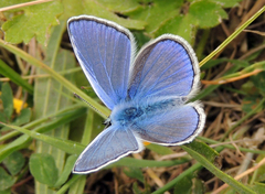 Polyommatus icarus