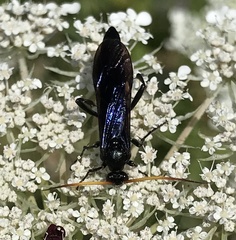 Gnamptopelta obsidianator