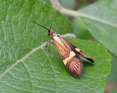 Nemophora degeerella