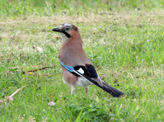 Garrulus glandarius