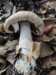 Amanita proxima