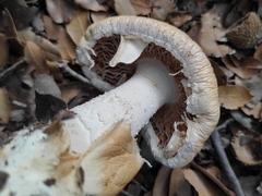 Amanita proxima