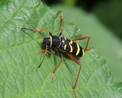 Clytus arietis
