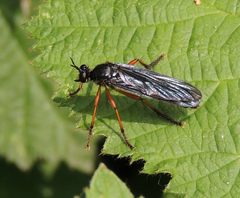 Dioctria oelandica