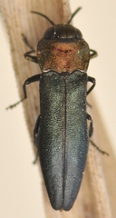 Agrilus pratensis