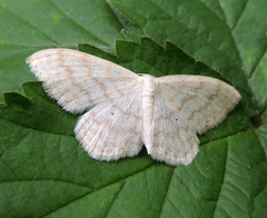 Scopula floslactata