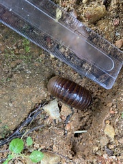 Arthrosphaera