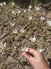 Zephyranthes