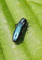 Agrilus cyanescens