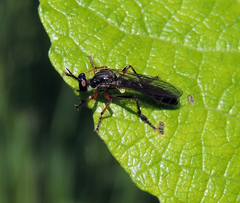 Dioctria hyalipennis