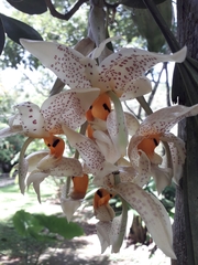 Xylobium elongatum