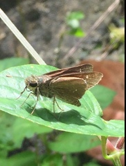 Pelopidas mathias mathias