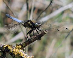 Orthetrum cancellatum