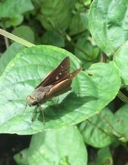 Pelopidas mathias mathias