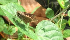 Pelopidas mathias mathias