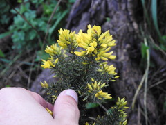 Ulex argenteus argenteus