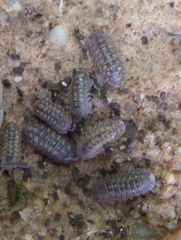 Armadillidium granulatum