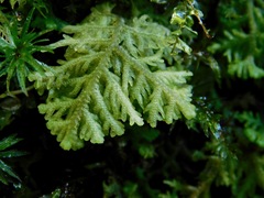 Trichocolea tomentella