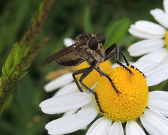 Eutolmus rufibarbis