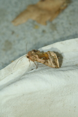 Autographa jota