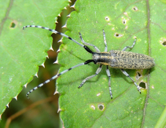 Agapanthia villosoviridescens