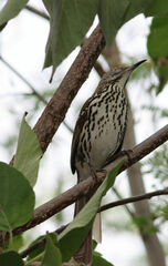 Toxostoma longirostre