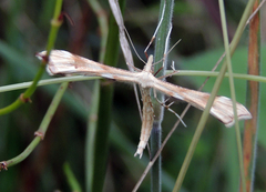 Gillmeria pallidactyla