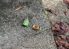 Cupha erymanthis lotis