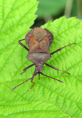 Coreus marginatus