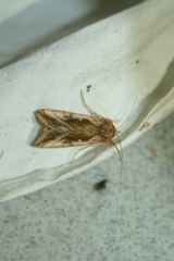 Autographa jota