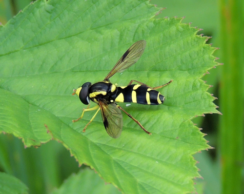 Superb Ant-hill Hoverfly, Noord Tilburg, Tilburg, Nederland, photo 8 of 10