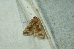 Autographa jota