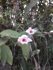 Xylobium elongatum
