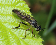 Dioctria hyalipennis